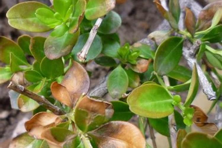 大丰收是什么平台