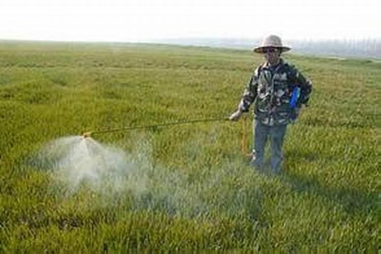 海岛栀子是什么品种