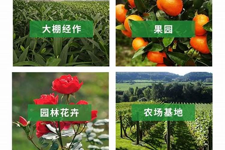 月季花最好的肥料 用什么肥料最佳