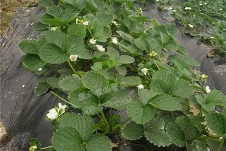 草莓施什么肥料果大