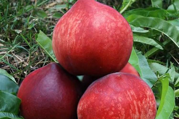 果树移栽后多久生根如何提高移栽成功率