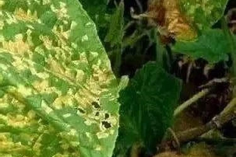 南瓜栽培怎么追肥