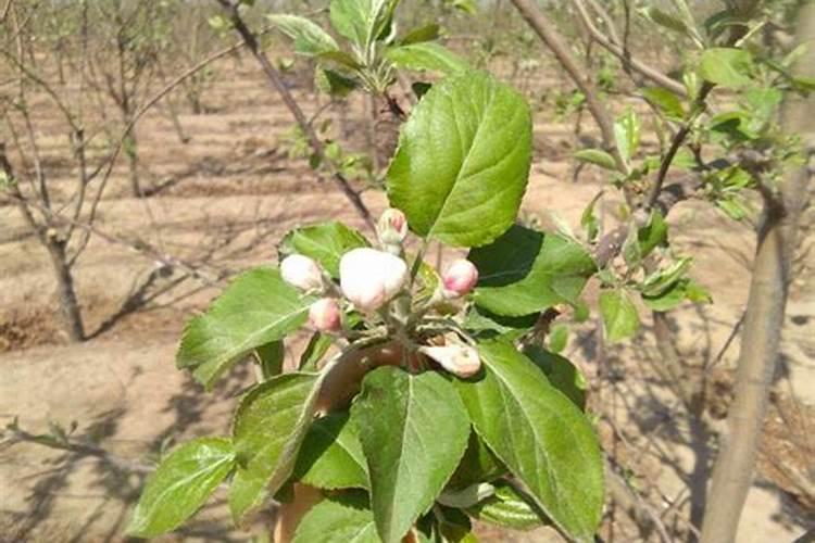 武汉中外合资大学有哪些