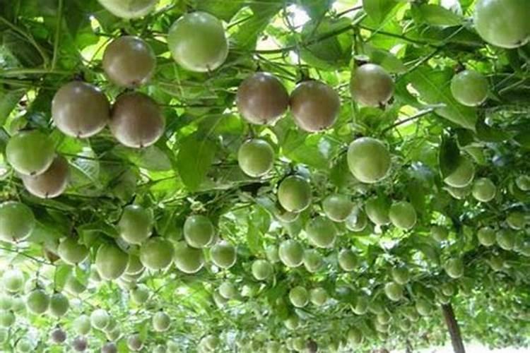 百香果的种植管理技术 百香果怎么施肥