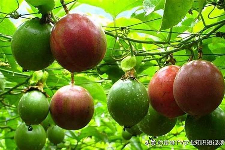 百香果施什么肥料最好