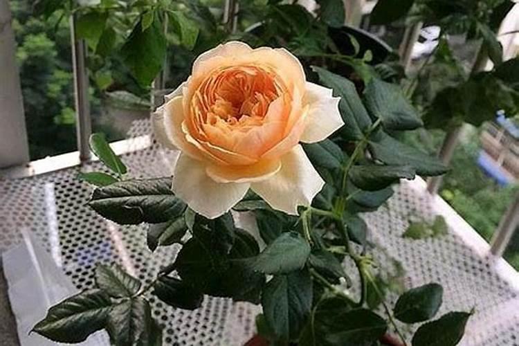 淘宝买的玫瑰花老桩栽盆需要底肥吗？
