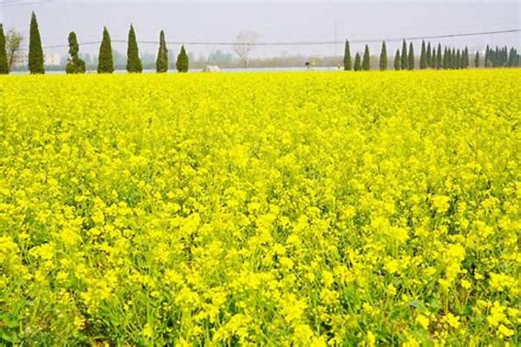 油菜叶面喷施硼肥的最佳时间