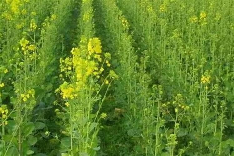 油菜打硼肥什么时候打好