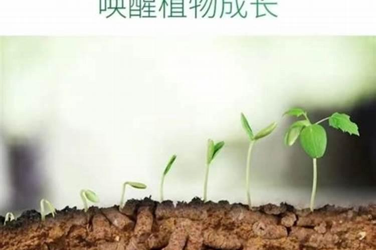 豆饼肥料的正确使用方法