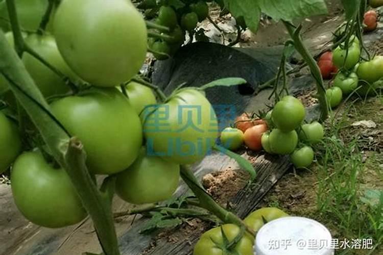 白茶施什么肥最好？