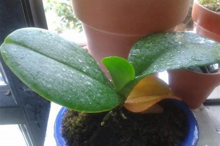 蝴蝶兰如何施肥