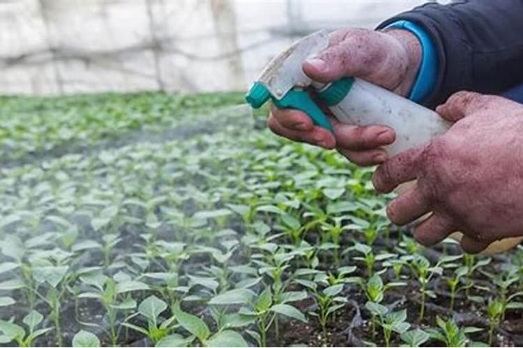 芸苔素内酯——这种新型绿色环保植物生长调节剂你了解多少？