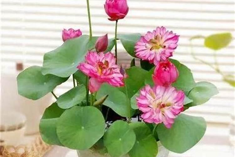 碗莲怎么施肥开花多 碗莲怎么施肥