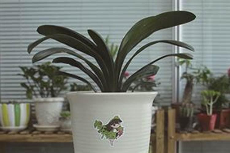 烟叶怎么使用芸苔素内酯？ 无公害甘薯生产脱毒苗的技术
