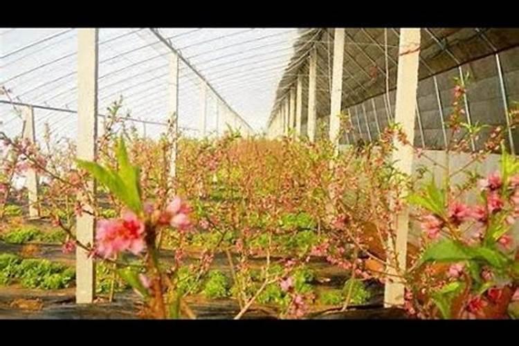 大家好,我想问一下大棚油桃刚进行完夏剪喷施什么液面肥比较好？谢谢