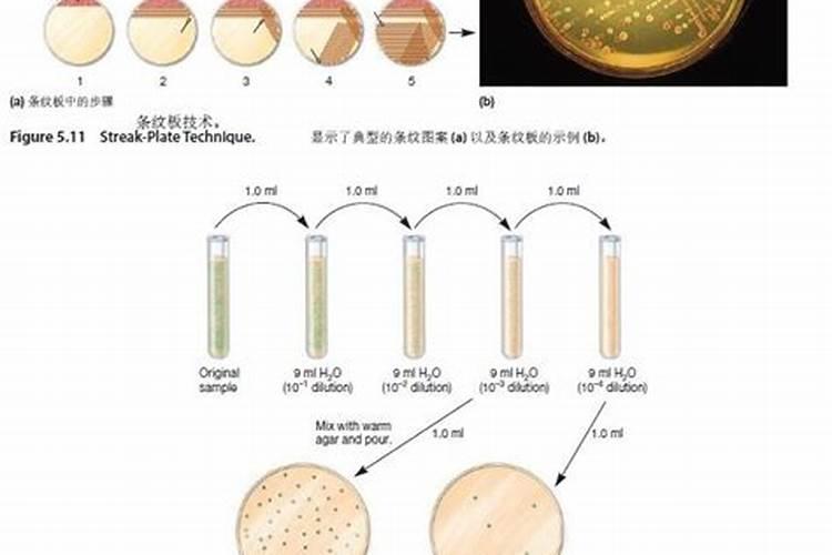 月季换盆长新芽后怎么养护,月季出新芽了可以换盆吗