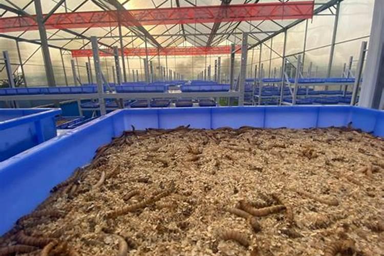 便宜的生根肥用完对作物都有什么不好？