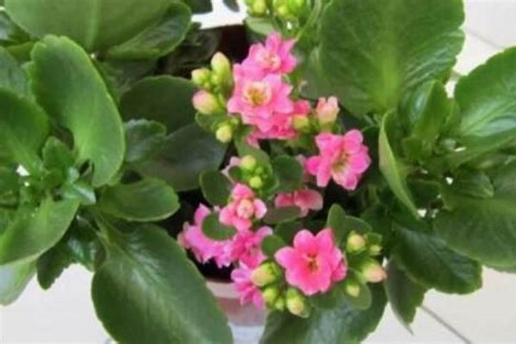 长寿花夏天可以施肥吗,长寿花施肥技巧