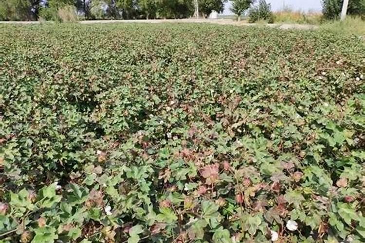 棉花种植注意事项是什么 棉花应该怎么养殖