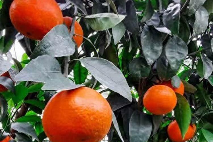 甘蔗可以用尿素追肥吗,怎样施肥才能又高又大