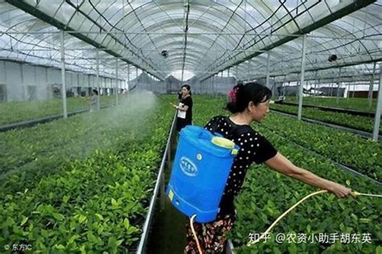 桑葚结果后如何管理