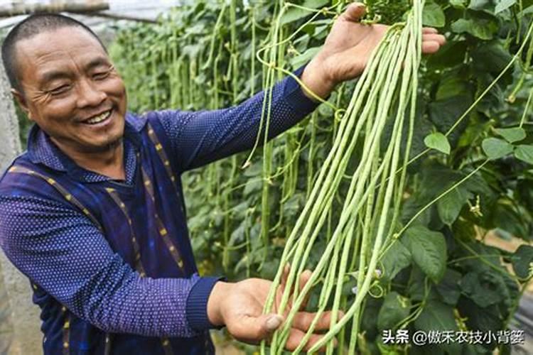 豆角在各个生长期怎样施肥