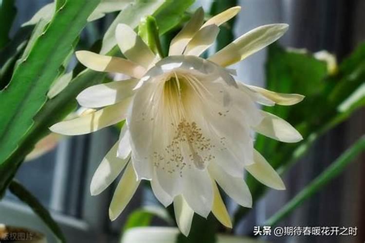 昙花施什么肥最好