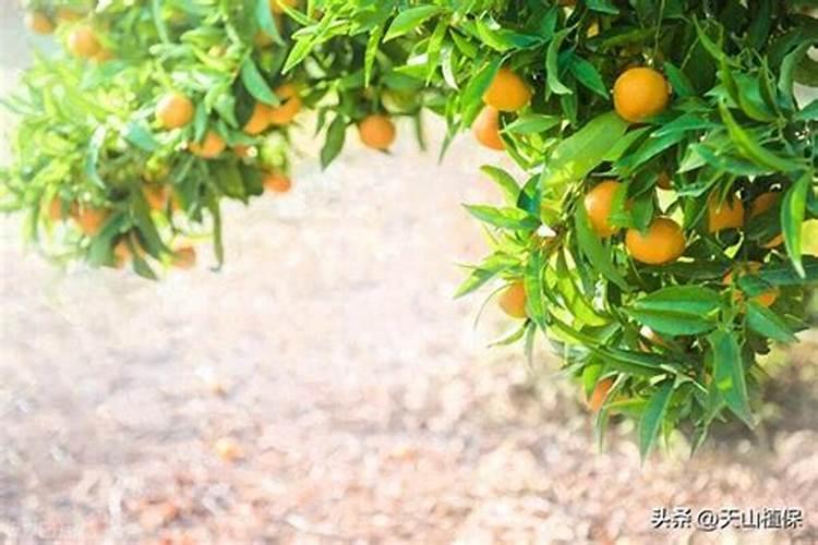 春季柑橘琳树发芽前可以喷施硼肥吗？