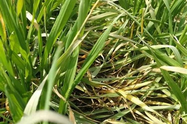 植物缺素症防治方法