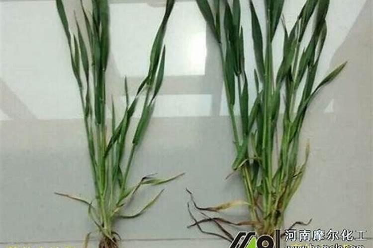 小麦拔节期打什么叶面肥最好