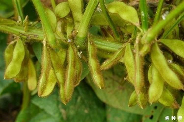 大豆重茬用什么肥
