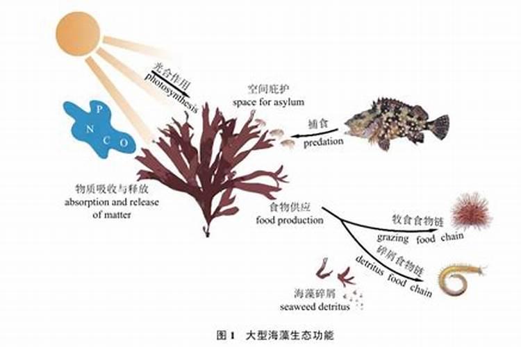海藻碳酶有机肥可以溶解后浇灌蔬菜吗？