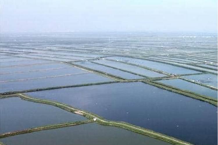 河蟹养殖池塘蓝藻暴发原因及处理方法