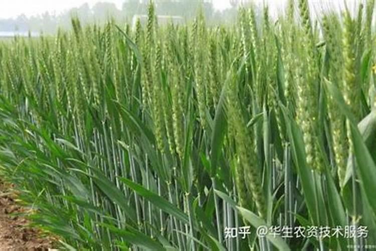钙肥植物缺钙的表现