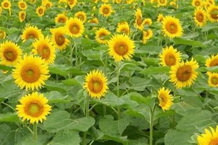 葵花什么时候追肥合适