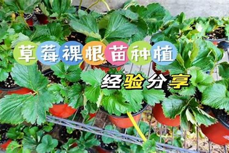 阳台盆栽葡萄怎么提高成活率(葡萄裸根苗的栽植方法)