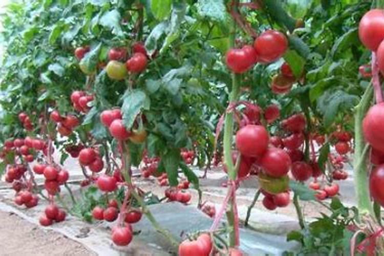 如何施肥 番茄结果期施什么肥好