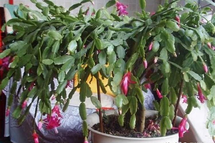 蟹爪兰花蕾期施肥吗 蟹爪兰花施肥吗