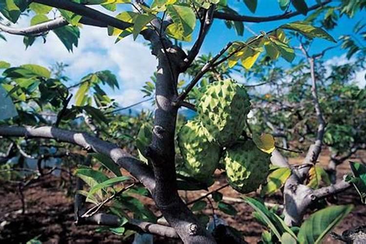 释迦果什么时间种植为宜 释迦果种植方法介绍