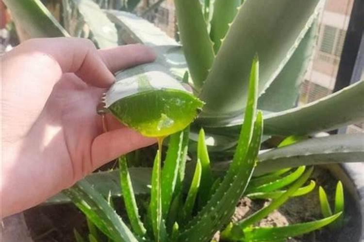 芦荟叶子怎样变厚实吗,补充光照及时追肥