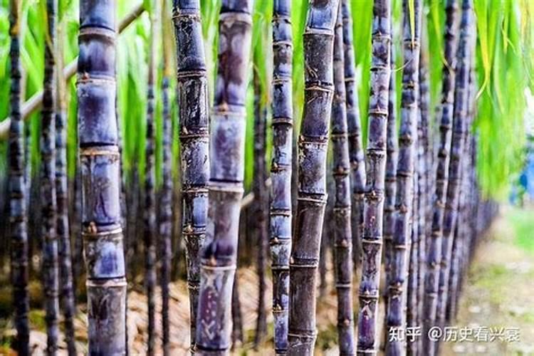 种植甘蔗可以用什么肥料？