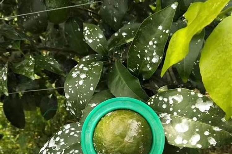 芸苔素的作用和使用方法