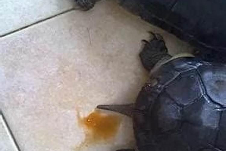养鱼的水能浇多肉和其他的花吗？