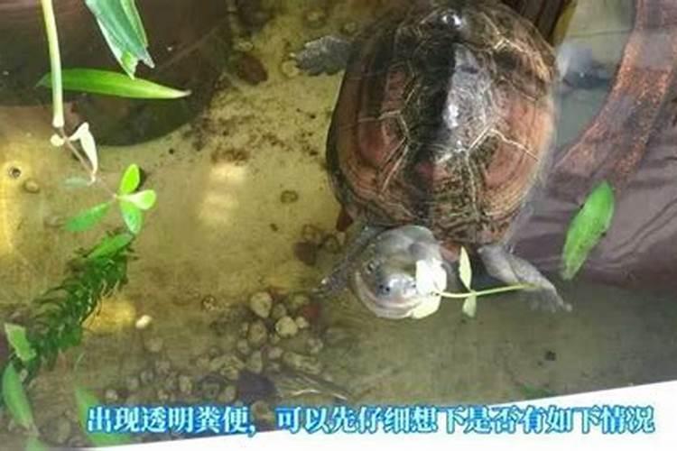 怎么预防春季的病虫害？
