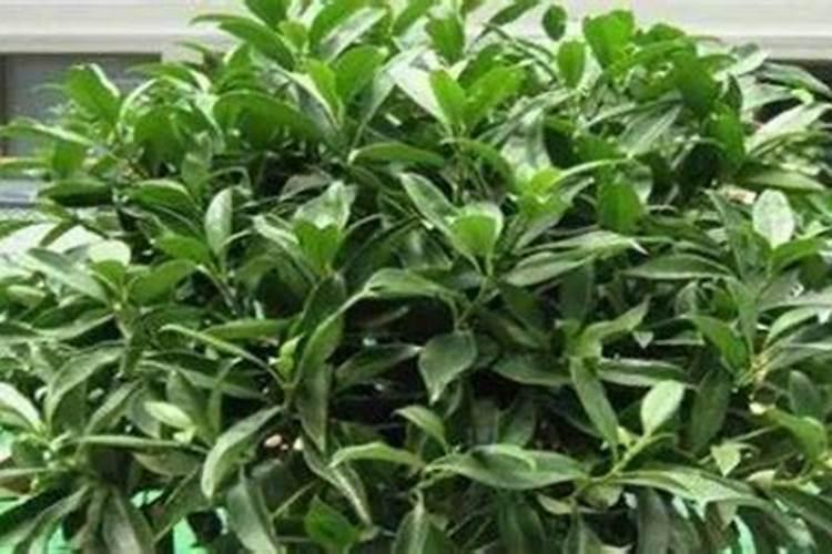 非洲茉莉如何养殖才能花开不断