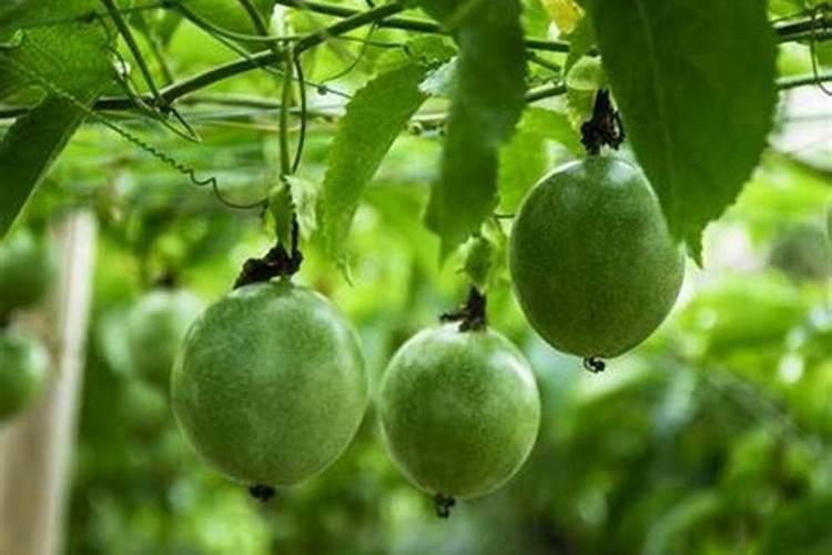 百香果叶面肥有哪些