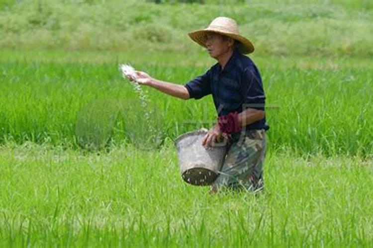 什么天气给菜施肥,今天晴,后几天说连续下雨,今天可以施肥吗？