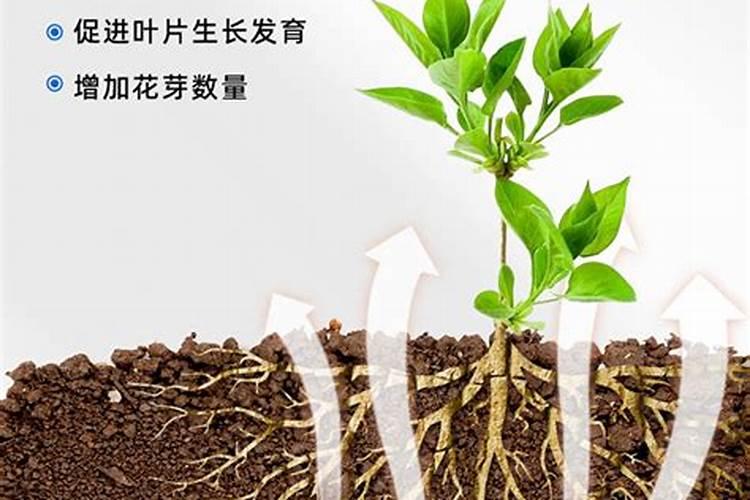 多肉缓释肥和控释肥有什么区别？