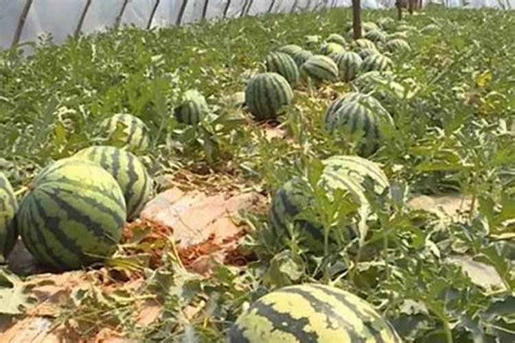西瓜施什么肥料最甜