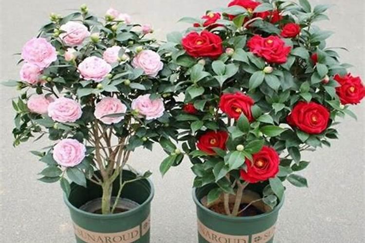 茶花施什么肥料最好 茶花施肥的正确方法